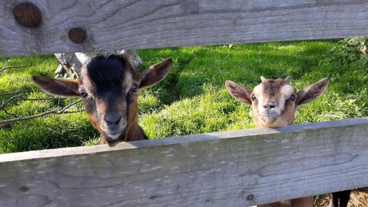 Landgasthof Blasini - Pfahlhof Zandt Bagian luar foto