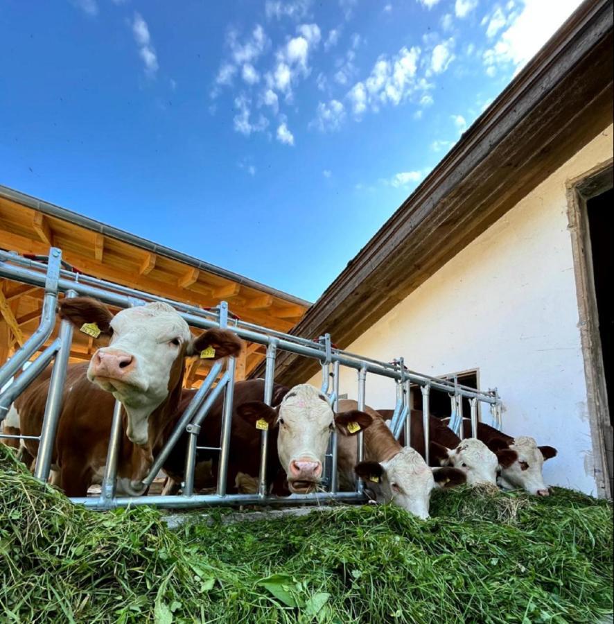 Landgasthof Blasini - Pfahlhof Zandt Bagian luar foto